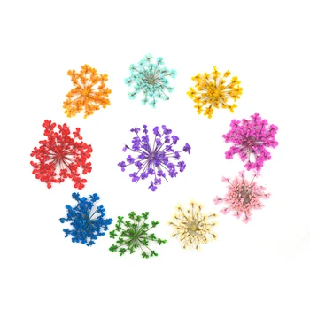 DF003 DIY 11 Barv Čipke Posušeno Cvetje Pravi Naravni Pritisnite Suhe Rastline Za Smolo Nakit Obrti Nail Art