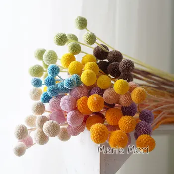 Konzervirane Cvetje Nrtural Craspedia Billy Kroglice Zlato Žogo za Dom Decore Urad Dekor DIY Cvetje